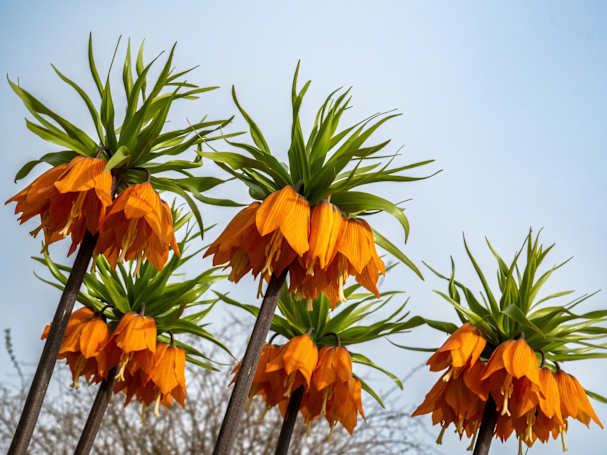 Maulwurf vertreiben mit Pflanzen